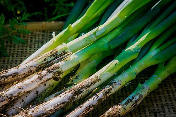 白ネギ